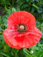 beautiful flower of red poppy