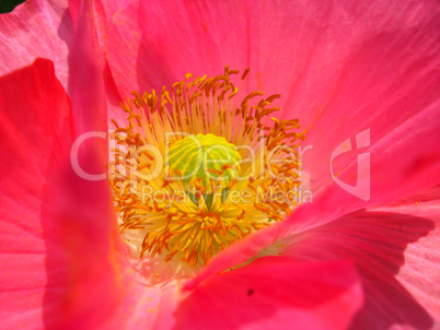 the heart of beautiful flower of red poppy