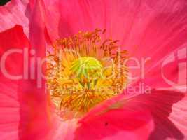 the heart of beautiful flower of red poppy