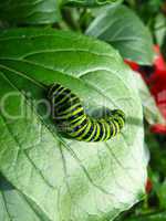 Caterpillar of the butterfly machaon on leaf