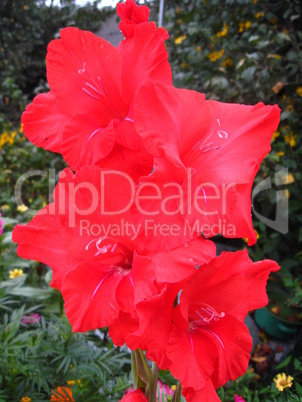 beautiful flower of red gladiolus