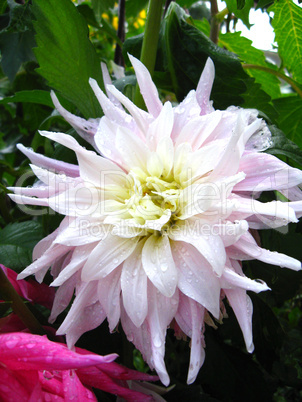 beautiful flower of Dahlia