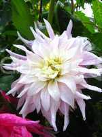 beautiful flower of Dahlia