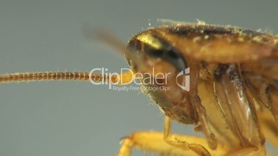 Kopf Kakerlake Makro