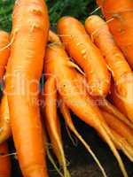 a bunch of carrots
