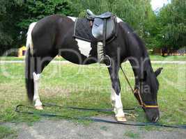black and white pony with a saddle