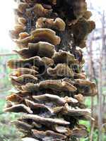 mushrooms growing on the tree