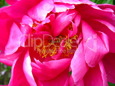 the pink flower of peony