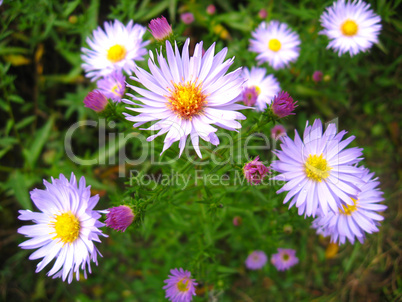 flowers of blue beautiful aster
