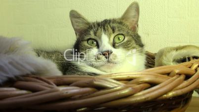 Katze mit schönen grünen Augen