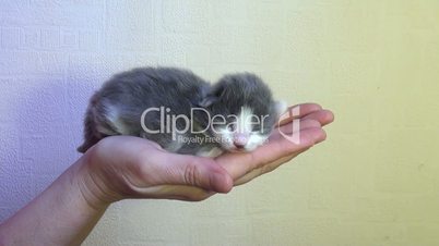 Kleine Blind Kätzchen in der Handfläche