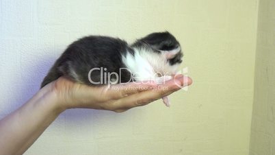 Kleine Blind Kätzchen in der Handfläche