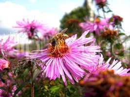 bees sitting on the asters