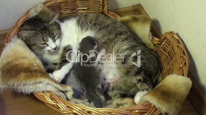 Katzenmutter mit ihren Kindern