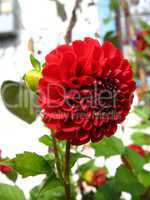 beautiful flower of red Dahlia