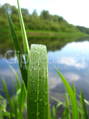 Dewdrop on a green blade near river