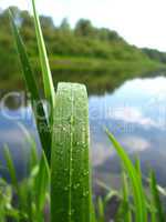 Dewdrop on a green blade near river