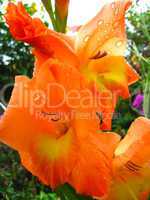 beautiful flower of gladiolus