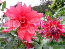 beautiful flower of Dahlia