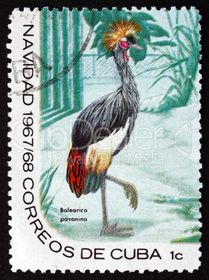 postage stamp cuba 1967 black crowned crane, bird