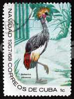 postage stamp cuba 1967 black crowned crane, bird
