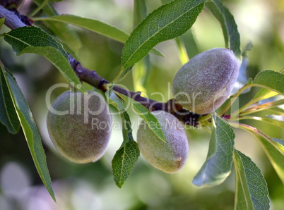 Fruit of the almond tree