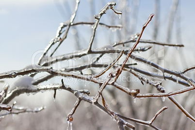 icy tree branch