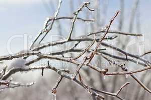icy tree branch