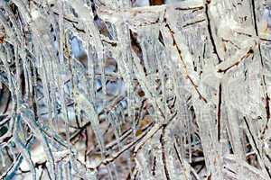 icy tree branches