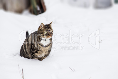 Kleiner dicker Kater im Schnee