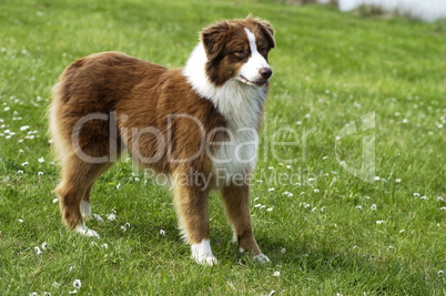 dog, autralian shepherd in a meadow