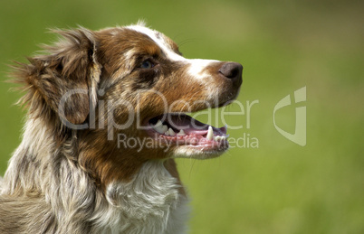 dog, autralian shepherd in a meadow