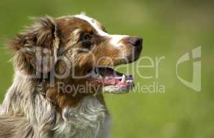 dog, autralian shepherd in a meadow