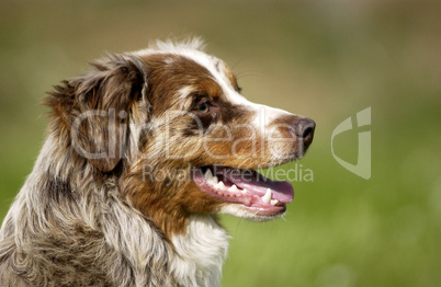 dog, autralian shepherd in a meadow