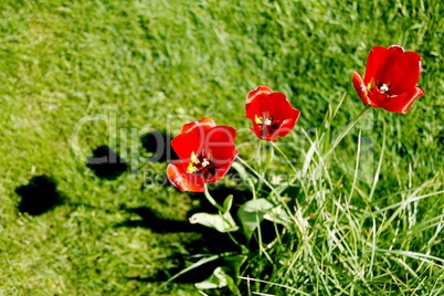 Drei rote Tulpen auf einer grünen Wiese