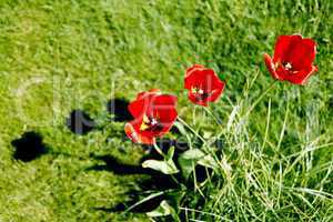 Drei rote Tulpen auf einer grünen Wiese