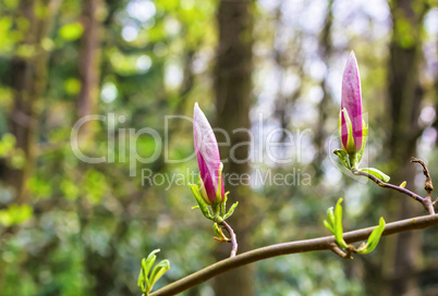 Magnolien Ast im Wald