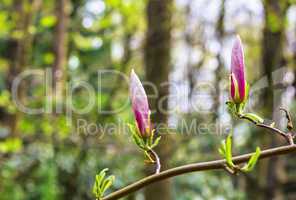 Magnolien Ast im Wald