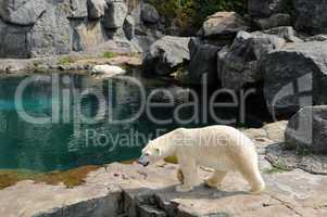 Quebec, bear in the Zoo sauvage de Saint Félicien