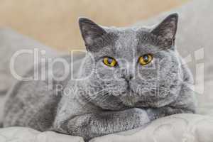 Graue Katze liegend - British Kurzhaar
