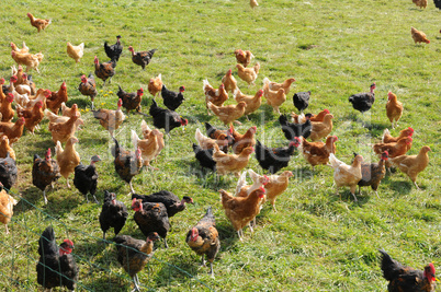 France, poultry farming in Brueil en Vexin