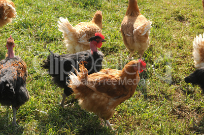 France, poultry farming in Brueil en Vexin