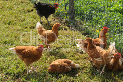 France, poultry farming in Brueil en Vexin
