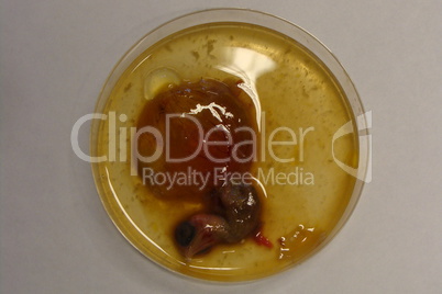 Chicken embrio in petri dish (lab)