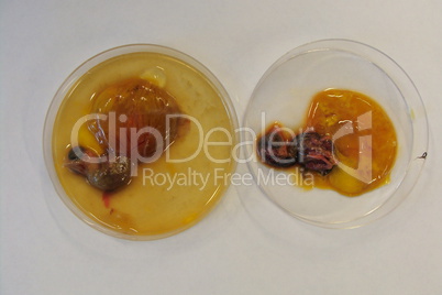 Two Chicken egg embrio in petri Dish