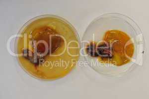 Two Chicken egg embrio in petri Dish