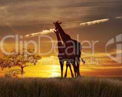 Two Giraffes At The Sunset