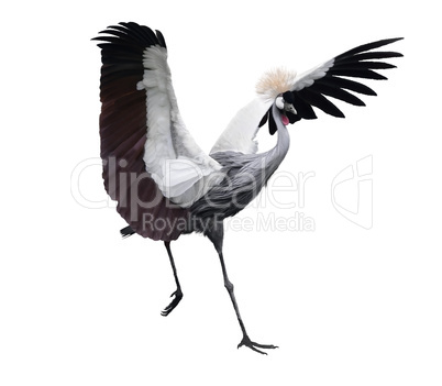 Grey Crowned Crane