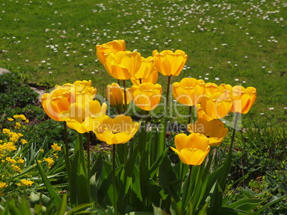 blühende Tulpen blühende Tulpen