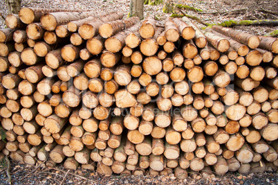 Feuerholz - Brennholz - Baumstämme